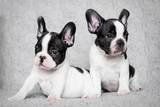En nuestra Farmacia también pensamos en nuestras queridas mascotas porque son como uno más de la familia.Contamos con productos para la desparasitación y cosméticos para su bienestar.